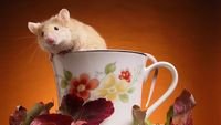pic for Mouse In Teapot 